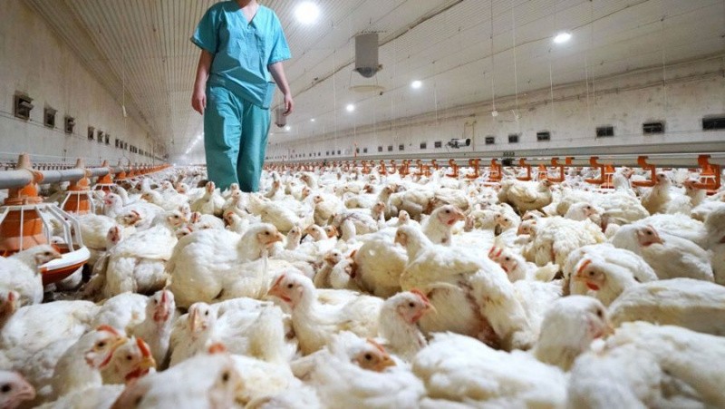 Influenza aviar: La OMSA publicó el informe de declaración de Argentina como país libre