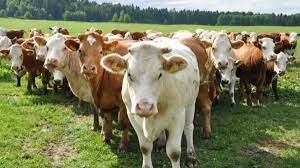 En julio se redujo la faena de bovinos en más de 2%