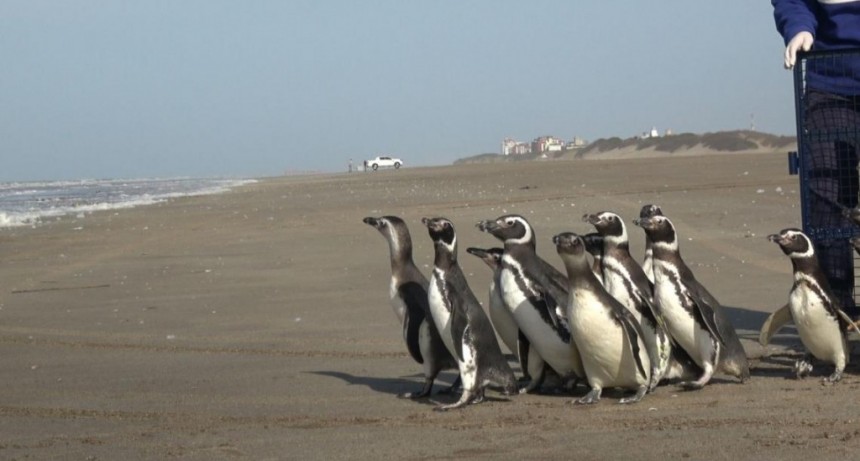 15 pingüinos regresaron al mar tras ser rescatados en distintos puntos de la Costa Atlántica