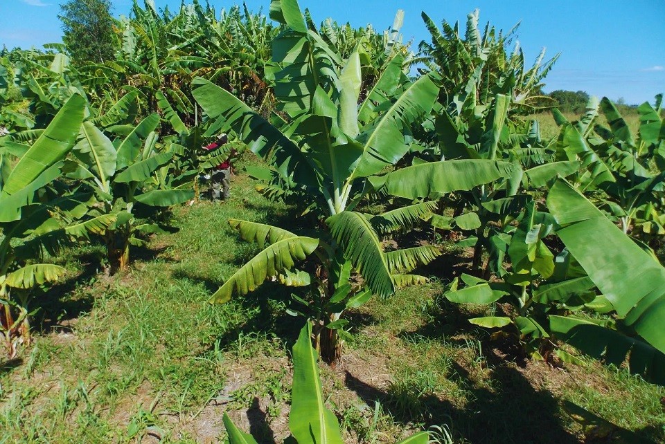 En Formosa, conservan una amplia variabilidad genética de la banana