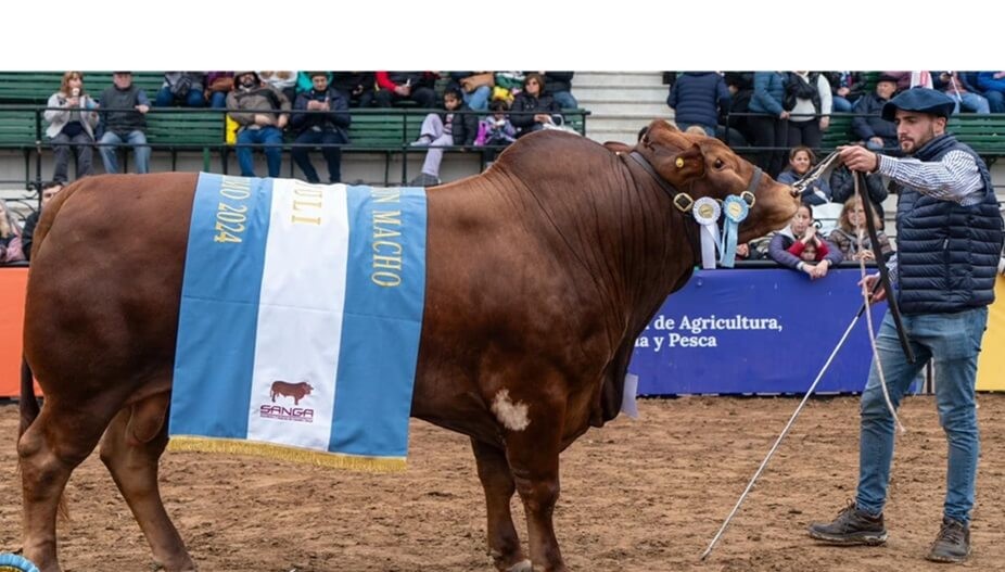 Con espíritu jesuita: la raza bovina que creó una Universidad Católica e hizo historia en Palermo