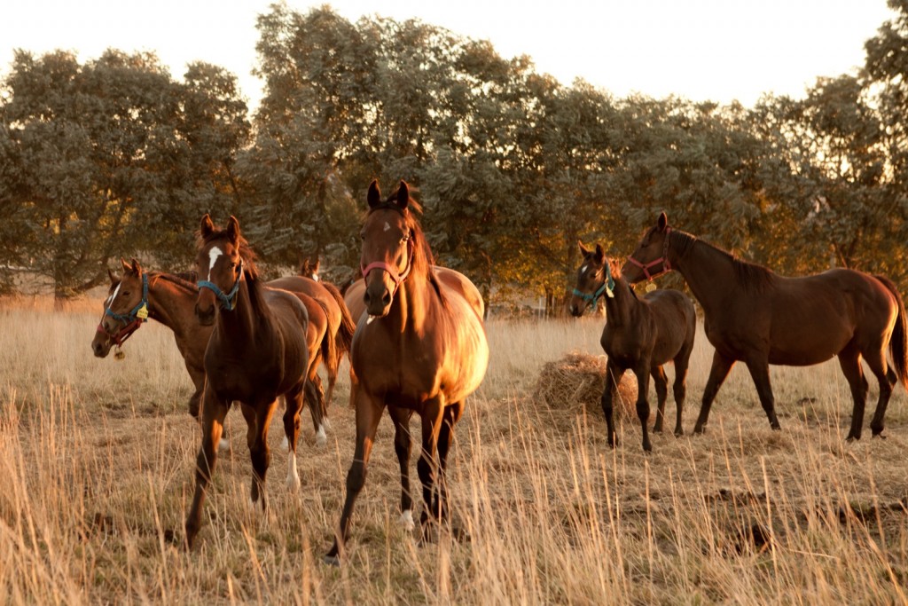 Encefalomielitis equina: Pautas sanitarias para la prevención de la enfermedad