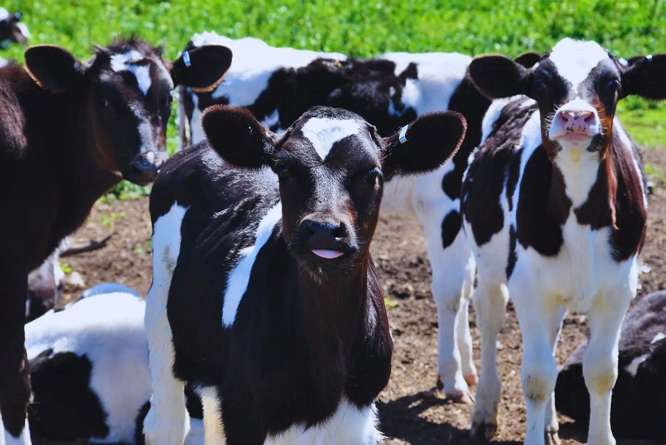 Expertos analizarán el impacto del virus de la diarrea viral bovina