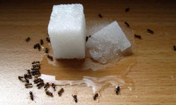 Remedios caseros para eliminar hormigas de la cocina