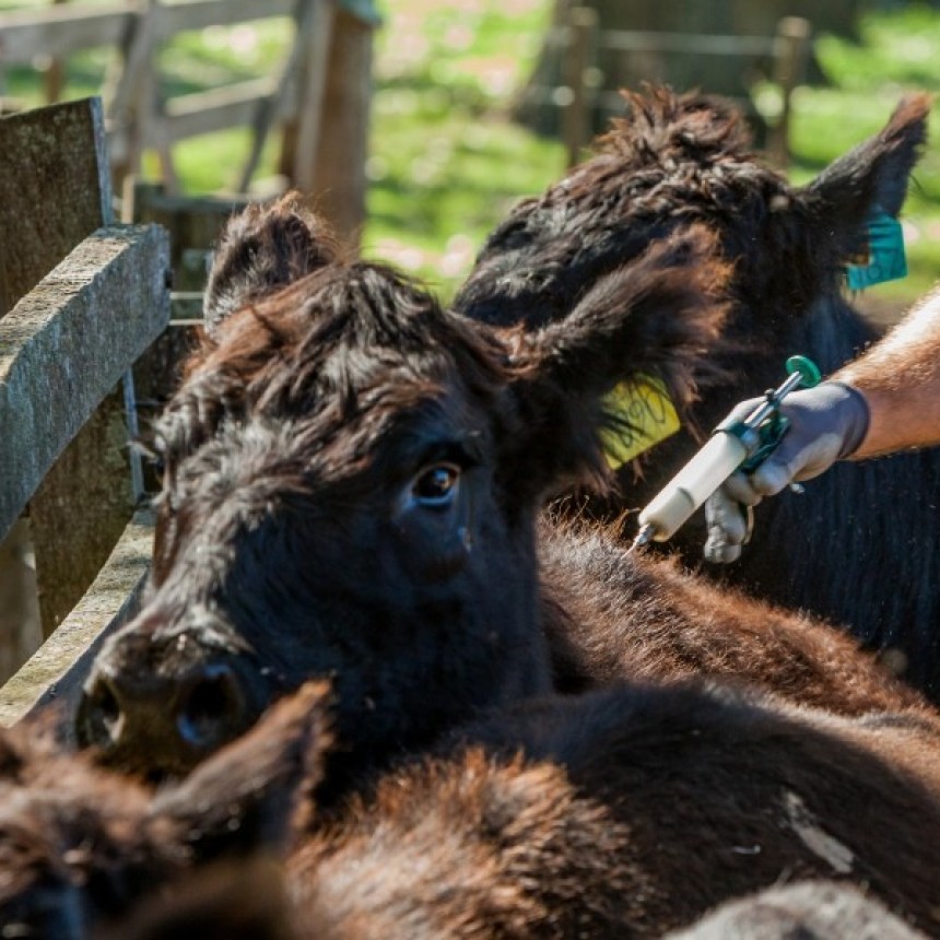 Garrapata bovina: detectan resistencia a la ivermectina