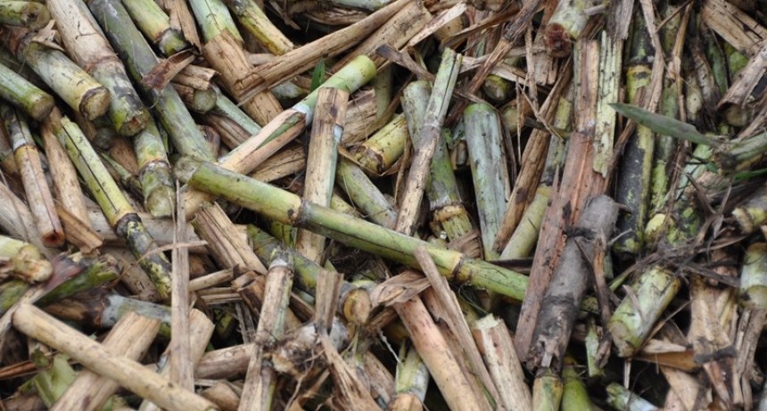En el norte, la biomasa es una oportunidad para el desarrollo sustentable