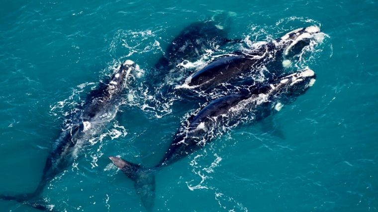 Un reconocimiento fotográfico registró un récord de ballenas en Península Valdés