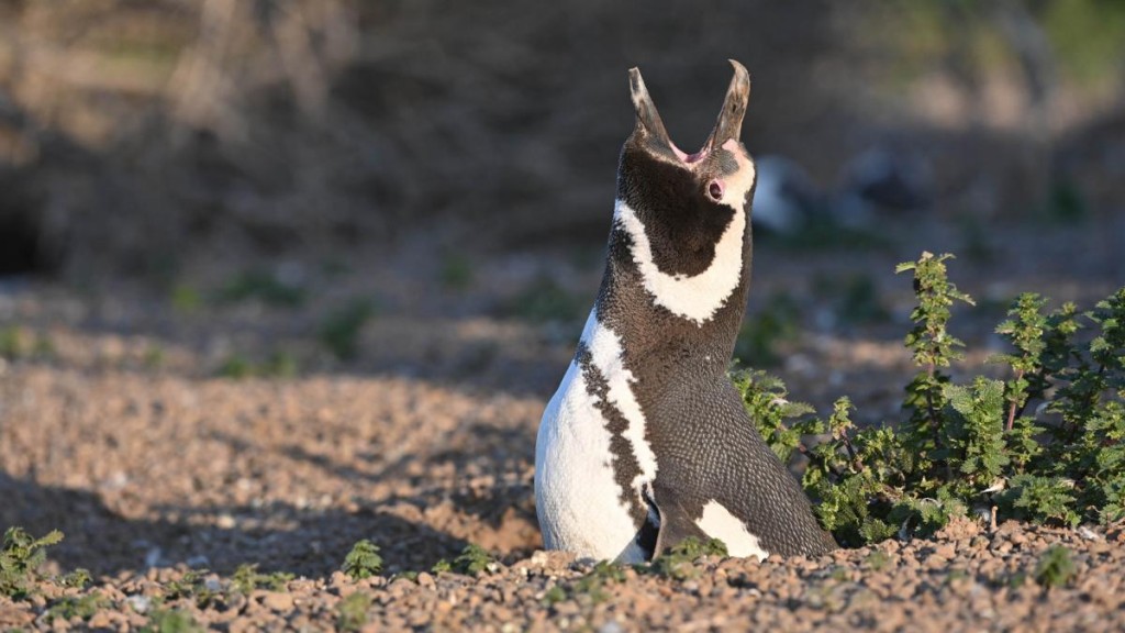 Espectáculo natural: comenzaron a llegar los primeros pingüinos a las costas de Chubut