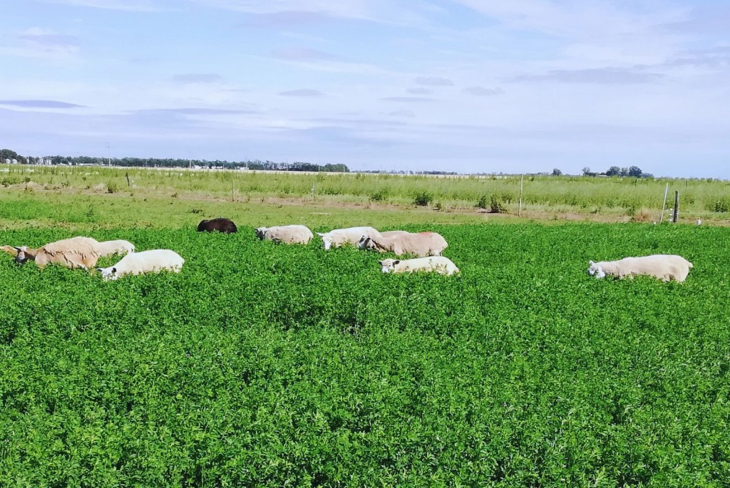 Alfalfa: desarrollan una variedad ideal para pastoreo directo