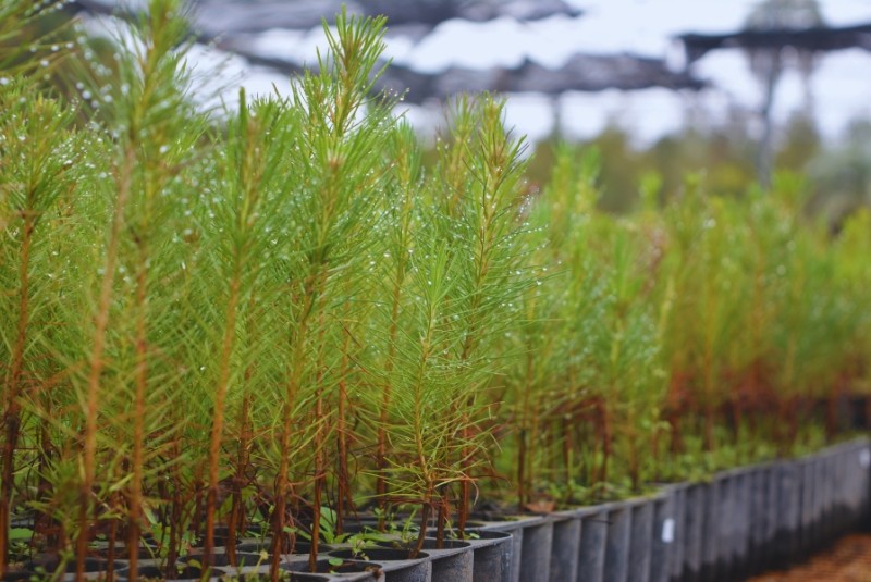 El INTA trabaja en la conservación de recursos genéticos para la producción de resina de pino