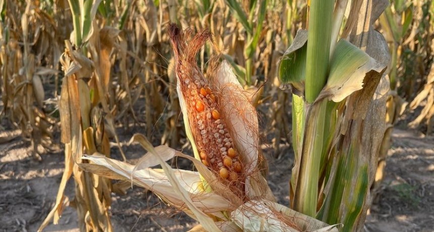 Con el menor volumen en 8 años, finalizó la cosecha de maíz 2022/2023