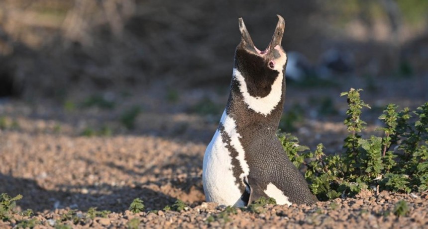 Espectáculo natural: comenzaron a llegar los primeros pingüinos a las costas de Chubut