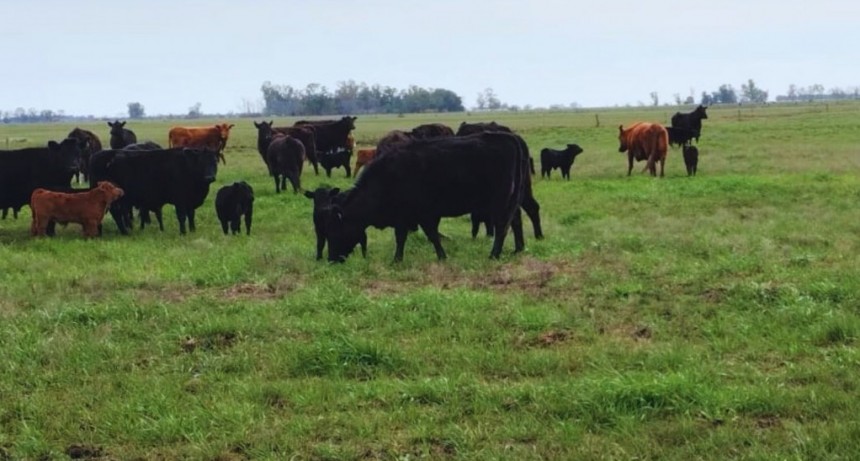 Pautas para recuperar la eficiencia reproductiva en la Cuenca del Salado