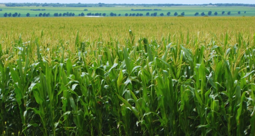 Agricultura adaptativa: cómo gestionar el agua ante un clima variable