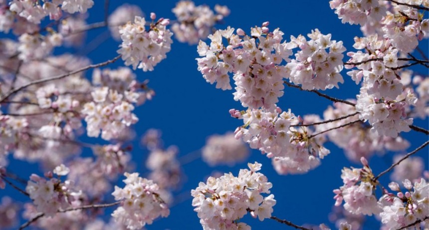 Primavera: cuál es el fenómeno astronómico que da inicio a la estación de las flores