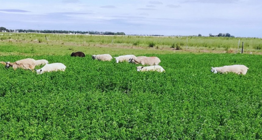 Alfalfa: desarrollan una variedad ideal para pastoreo directo