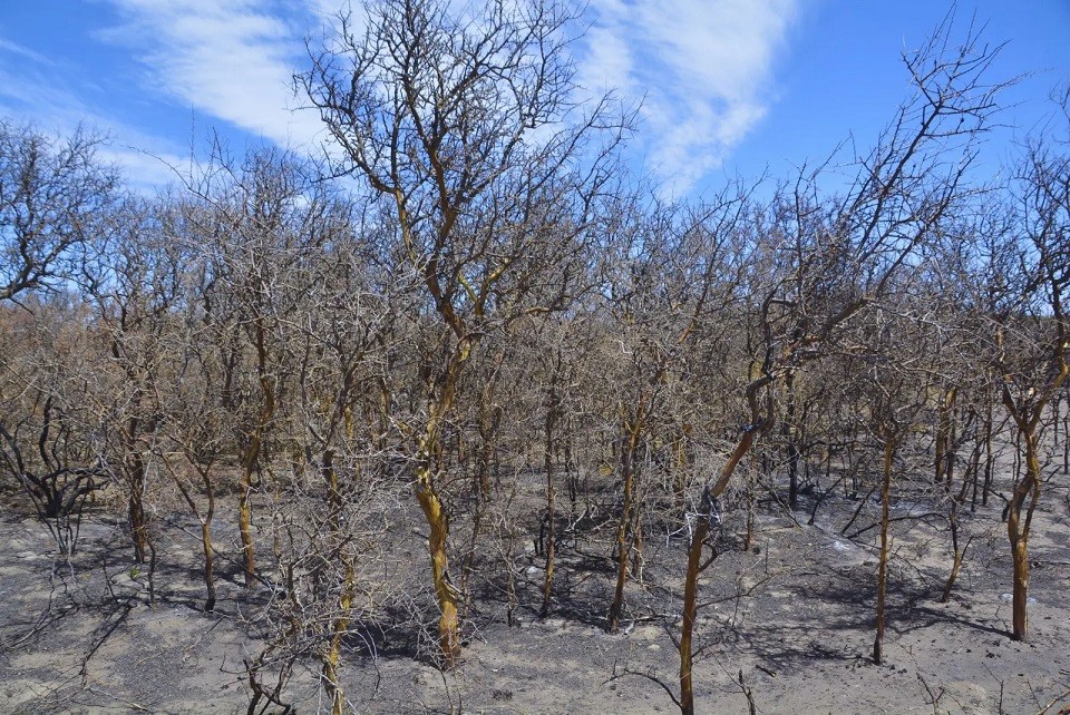 Ante un clima seco y caluroso, cómo reducir el riesgo de incendios