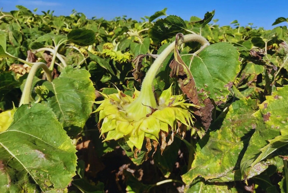 Presentan un sistema de alerta para prevenir el cancro del tallo en girasol