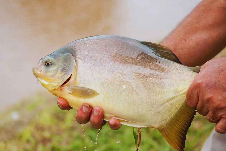 Cultivo de peces, mariscos y algas: una actividad con futuro promisorio