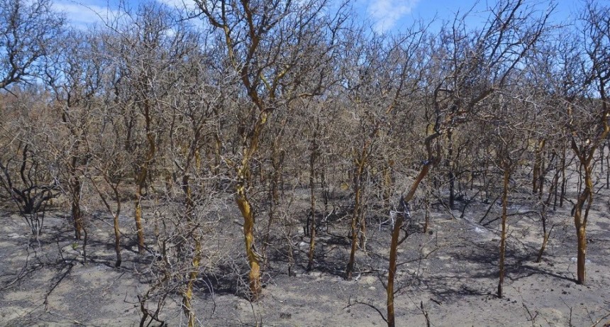 Ante un clima seco y caluroso, cómo reducir el riesgo de incendios