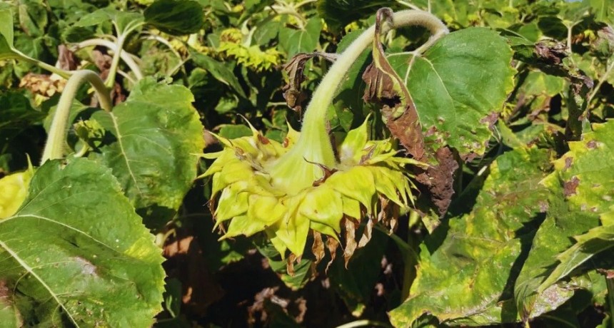 Presentan un sistema de alerta para prevenir el cancro del tallo en girasol