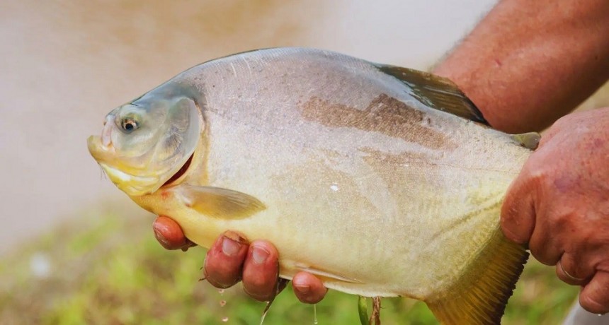 Cultivo de peces, mariscos y algas: una actividad con futuro promisorio