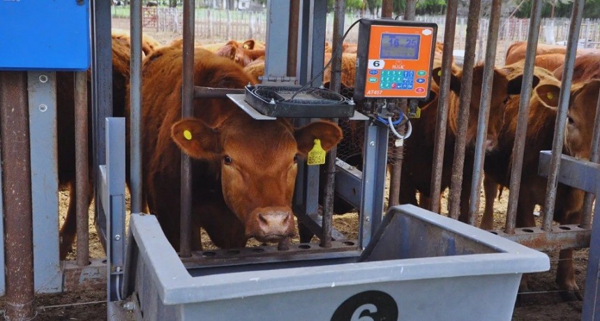 Optimizar la ganadería: tecnologías para la toma de decisiones