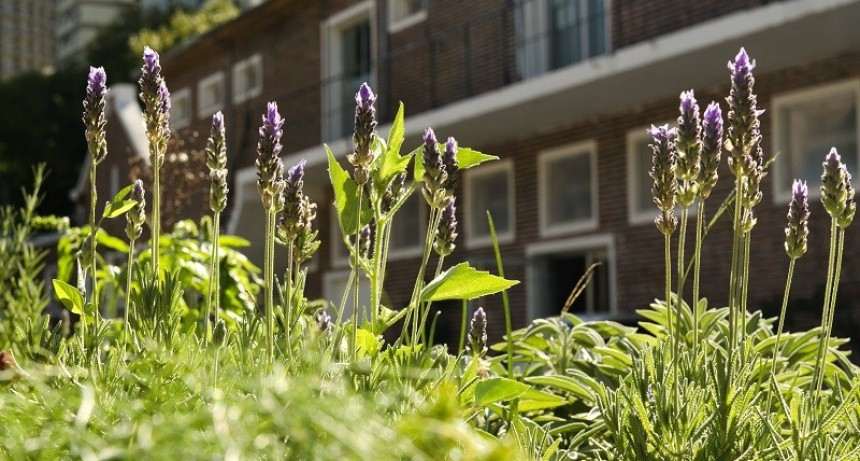 Integrar la naturaleza en entornos urbanos mejora la calidad de vida