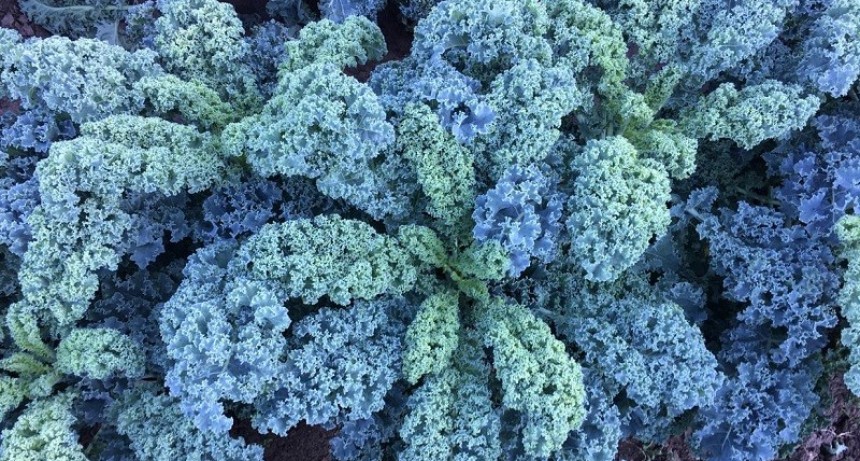 Kale: un súper alimento que gana terreno entre los consumidores