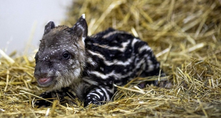 Nació un tapir en el Ecoparque porteño