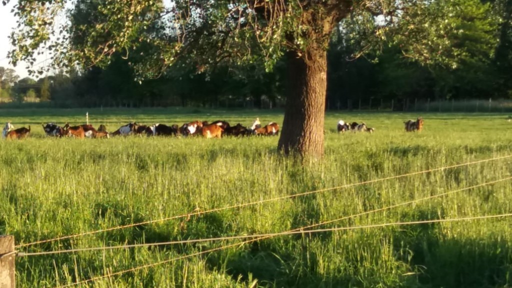 Criar cabras,producir carne, ordeñe: una sabrosa y rentable opción