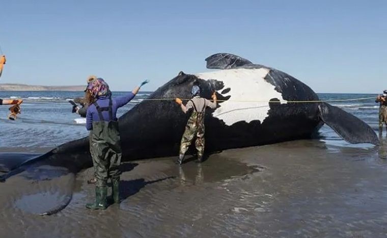 Sigue el misterio en Chubut: ya son 13 las ballenas muertas
