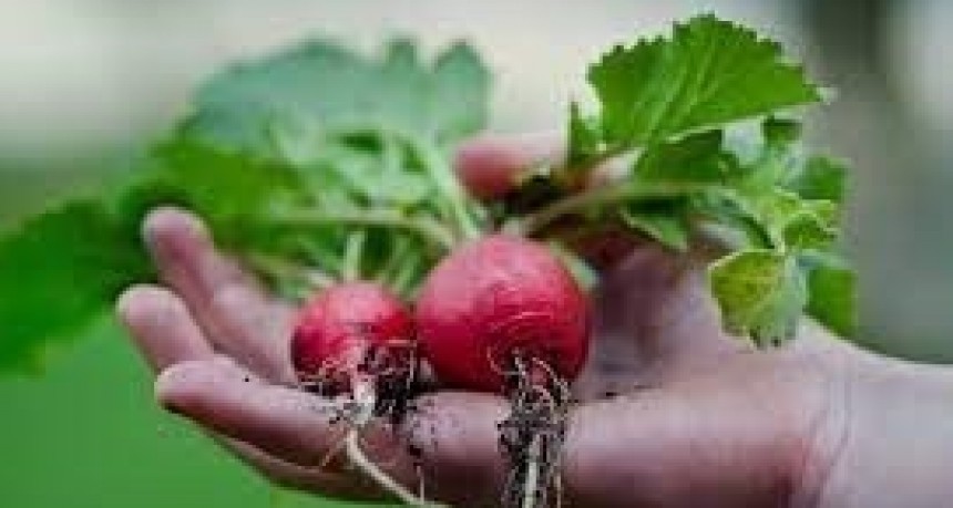 CECILIA SARCO: Como prepararnos para la huerta. Hoy los rabanitos