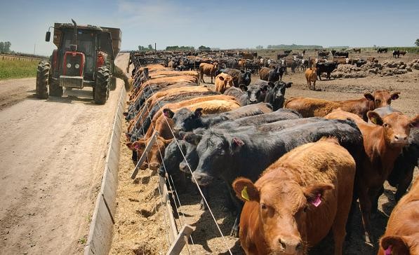 Los precios de la invernada cotizan a la suba