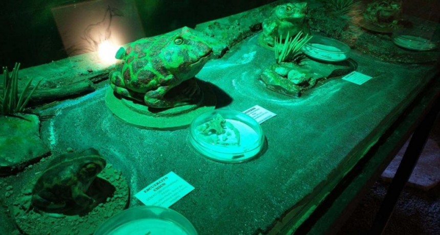 Hallaron fósiles de sapos, ranas y escuerzos de antiguos pantanos en Buenos Aires