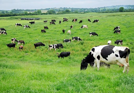 Presenta Asociación Rural de Gral Vte