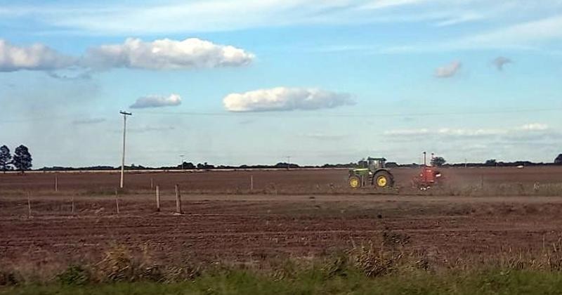 Tras nuevas lluvias, mejora la situación hídrica de maíz y girasol