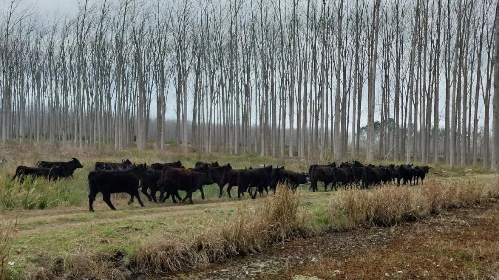 Mercados. Presenta Asociación Rural de Gral Vte