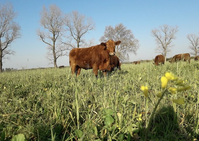 Confirman que “regenerar el campo” es el principio básico para aumentar rindes