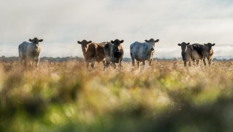 Lluvias traen optimismo renovado a los productores ganaderos»