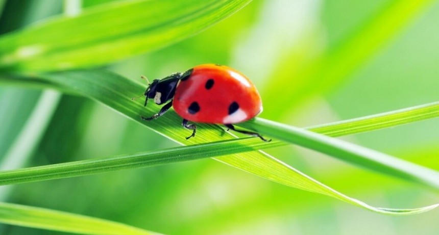 Manejo de plagas: los cultivos de servicios son la “casa perfecta” para los insectos benéficos