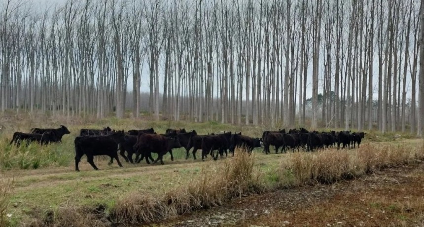 Mercados. Presenta Asociación Rural de Gral Vte