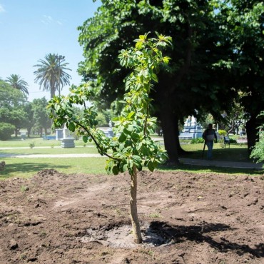 Nuevo ombù en la Plaza Rivadavia