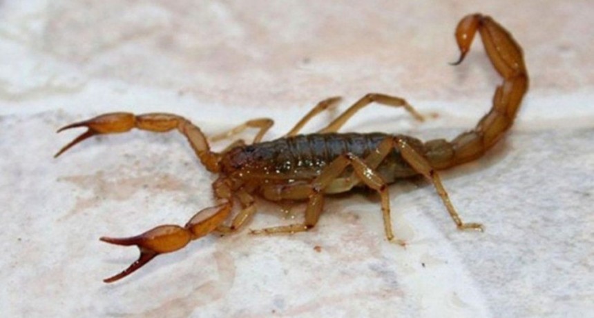 Advierten que con el calor aparecen arañas y alacranes venenosos