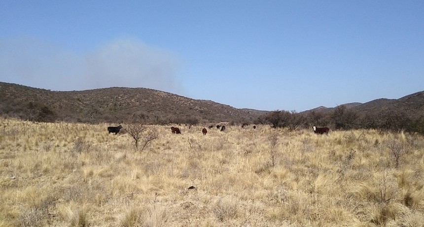 Pautas de manejo de ganado en zonas afectadas por los incendios