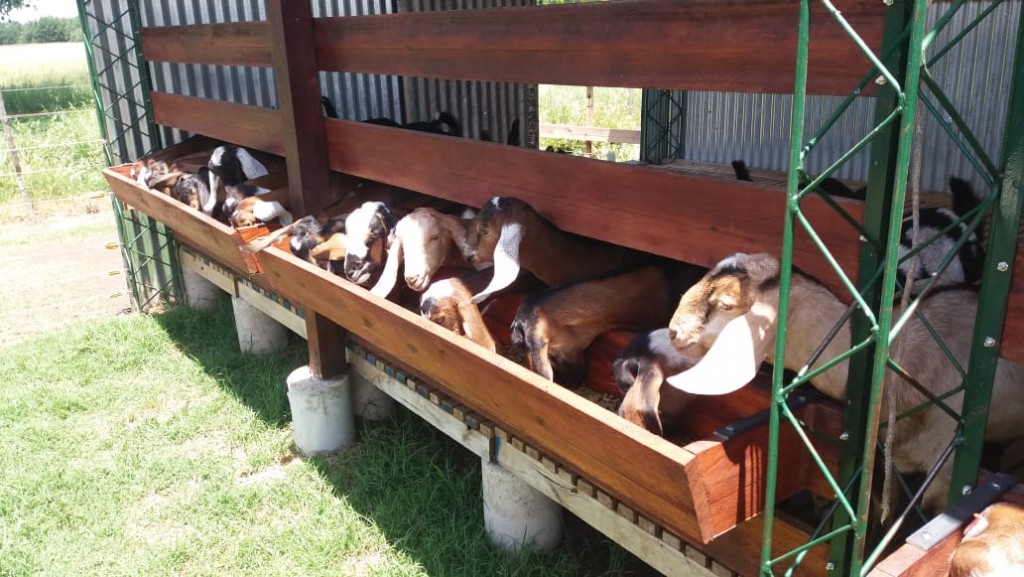 HORACIO MARTINEZ | Criar cabras, producir carne, producir leche, elaborar quesos, una sabrosa y rentable opción