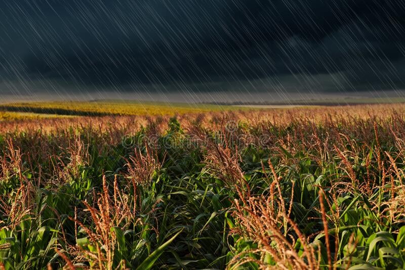 Lluvias: llega el alivio para las zonas agrícolas