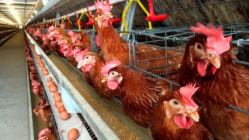 Presentan un régimen de producción para el desarrollo avícola