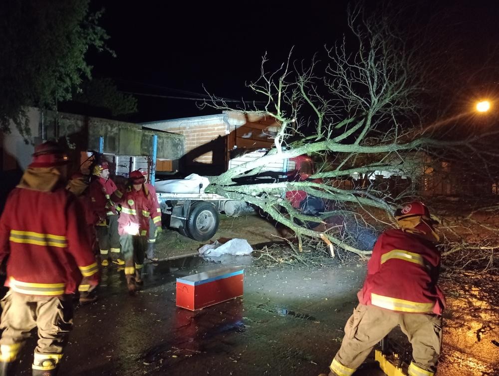 El temporal de anoche derribó árboles en Bragado