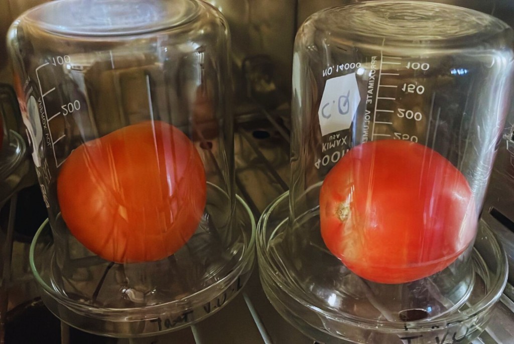 Lavados con agua electroactivada, los tomates duran más
